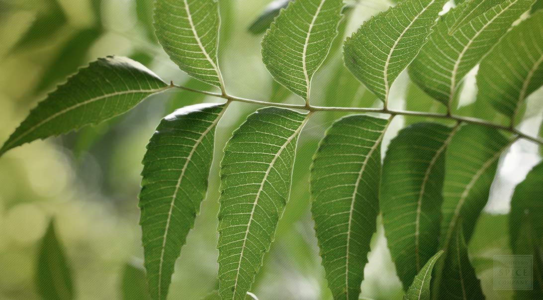 benefits of neem