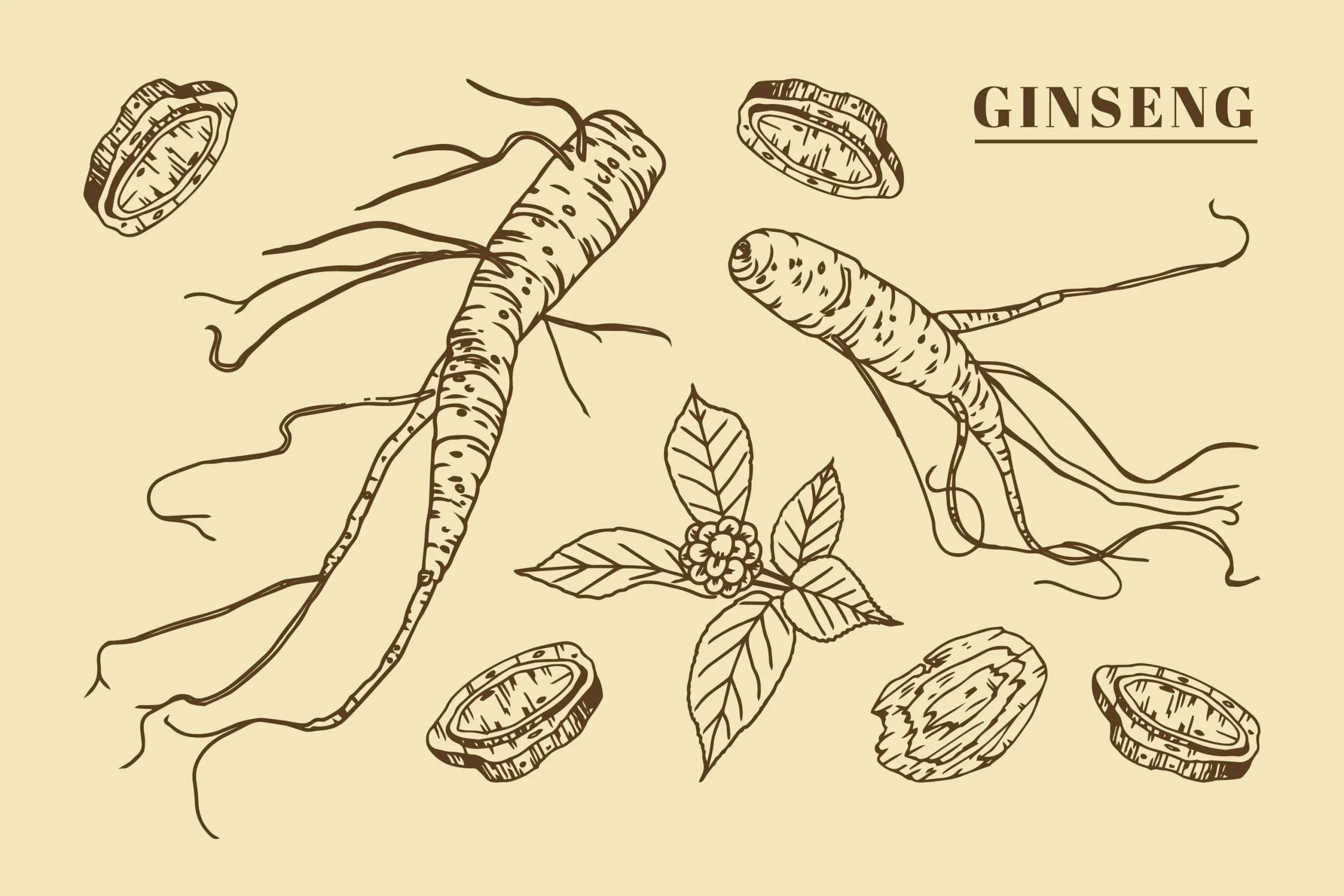 Ginseng Benefits, Dangers, Precautions, Indications ANNVIO