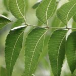 benefits of neem
