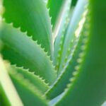 All you need to know about aloe or aloe vera, a plant with multiple health and cosmetic virtues. Advantages, disadvantages, advice on use, testimonials, uses