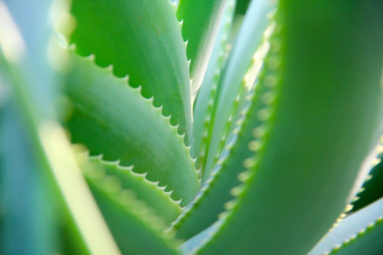 Aloe vera, miracle medicine?