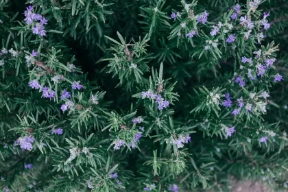 Discover all the benefits of rosemary
