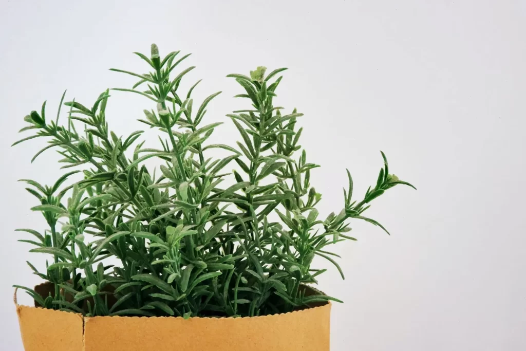 Discover all the benefits of rosemary 