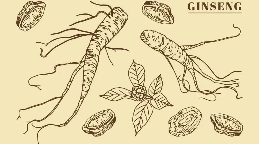 Ginseng - Benefits, Dangers, Precautions, Indications