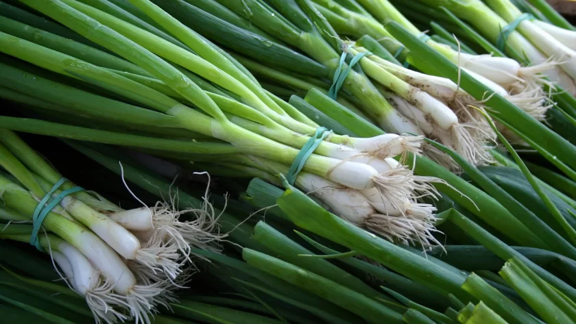 Green onion: what are the differences with an onion?